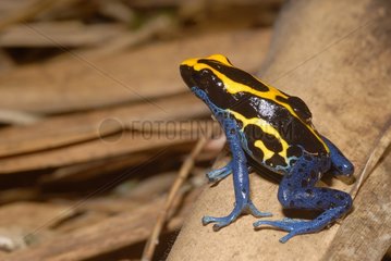 Poison frog male carrying his tadpole on back Guiana