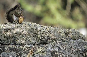 Amerikanischer roter Eichhörnchen isst einen Kegel auf einem Rock Kanada