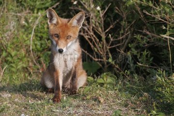 Junge saitierte rote Fuchs zu beobachten in Frankreich