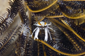 Feather Star Squat Lobster in a crinoid Togian Indonesia