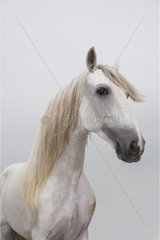 Portrait of a stallion Spanish race