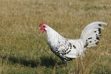 Bantam cock of Hamburg in pre Provence France [AT]