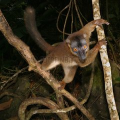 Lémur de Mayotte