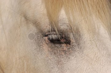 Auge eines Camargue France Horse