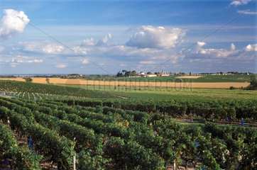 Vignoble de Saint-Estèphe Gironde France