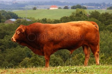 'Limousin' Variety Bull Urination