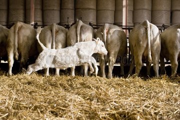 Veal running behind Cows attached in a stalling France