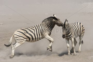 Invitation with the play in a sham fight between Zebras