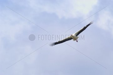 Fliegender weißer Storch