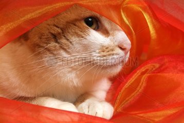 Portrait of a European Kitten being released in a net curtain