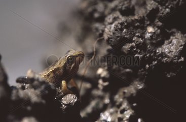 Young European frog in mud Haute-Garonne France