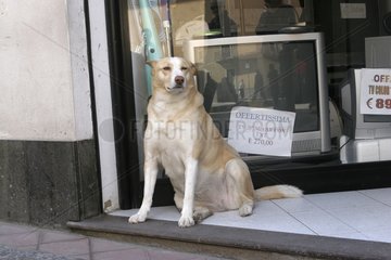 Chien attendant son maître devant un magasin