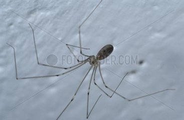 Longbodied Cellar Spider Spain