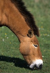 Portarit of a Przewalski 's horse grazing France