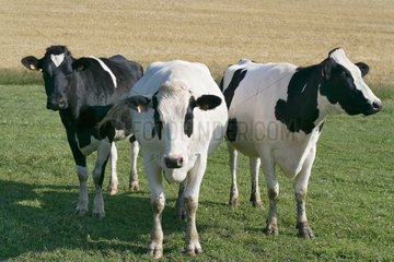 Prim'Holstein cows in the meadow France