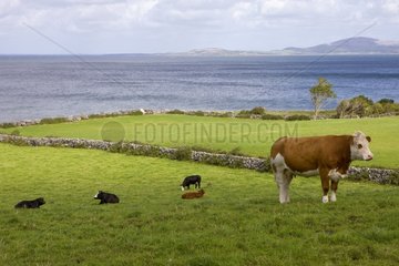 Kühe in ihrem Futter in Irland
