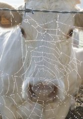Porträt einer Charolaise Kuh hinter einem Spinnweb Frankreich