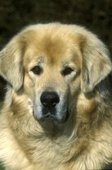 Portrait de Dogue du Tibet Allemagne