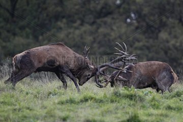 Rote Hirsche gegen den Dyrehaven Park Dänemark kämpfen