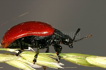 Popular leaf beetle on a ear Sieuras France