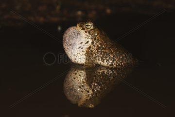 Natterjack toad singing during courtship behaviour at night