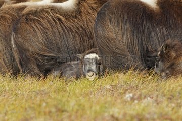 Young Muskox lying down in tundra with the herd Nome Alaska