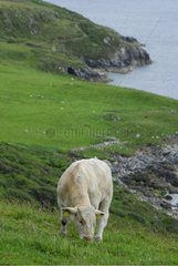 Charolais cow at the seaside Connemara Ireland