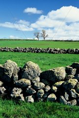 Steinmauern zwischen landwirtschaftlichen Orten Auvergne Frankreich