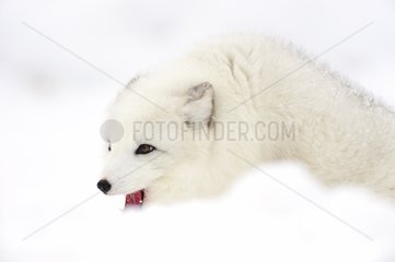 Threatening attitude of an Arctic fox