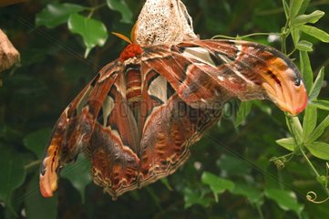 Riesenatlas Schmetterling