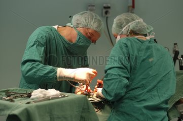 Reduktion einer Hundeschirurgie einer Fraktur Frankreich