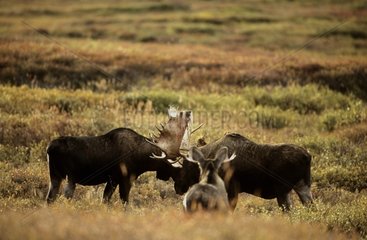 Male Moose fighting Denali NP Alaska
