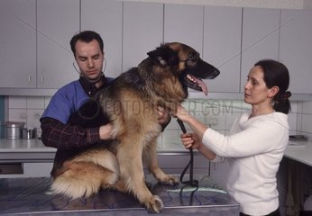 Hund im Tierarzt Frankreich [at]