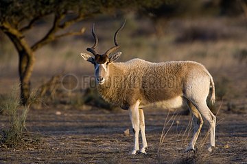 Portrait of an Addax in the National park of Bou-Hedma