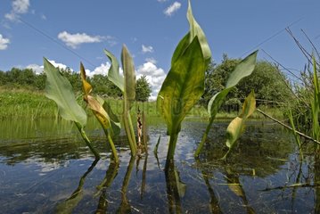 Aquatic plant in a puddle Allan natural area France