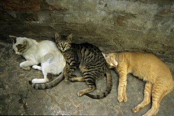 Cats sleeping one behind another India