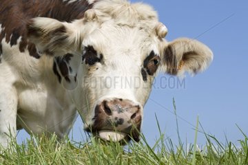 Closeup of head Normande tri-coloured cow grazing Normandy