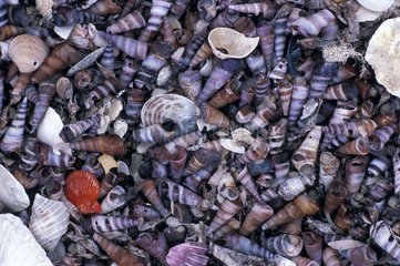 Various shells Tasmania