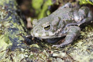 European Green Toad für Erwachsene auf dem Rock Elsass Frankreich