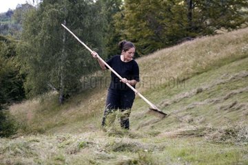 Landfrau  die die Hays mit einem hölzernen Rechen Rumänien machen