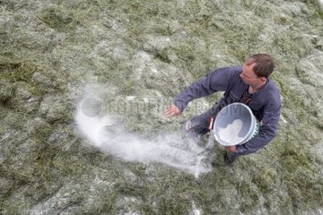 Salzsturz für Silage -Erhaltung