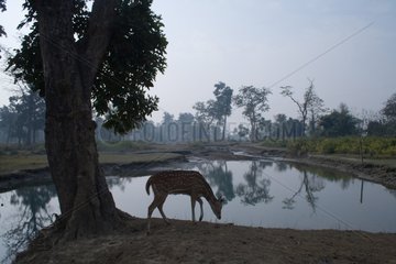 Young Axis deer male at the edge of water Royal Bardia Nepal