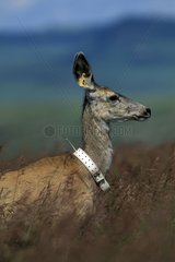 Cerf mulet femelle équipée d'un collier émetteur Canada