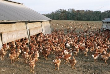 Hühner in der Rasse nackte Rasse auf Graskurs