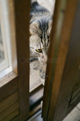 Europäische Katze  die ein Fenster eröffnet  um Frankreich zu betreten