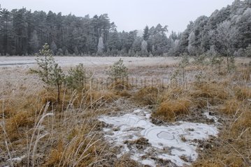 Waldeck Bog in the frost in winter in the Vosges France