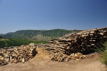 Firewood from the forest of the Mont Aigoual Cevennes