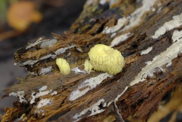 Slime Molds in transformation France