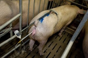 Artificial insemination of a sow in a pigsty France