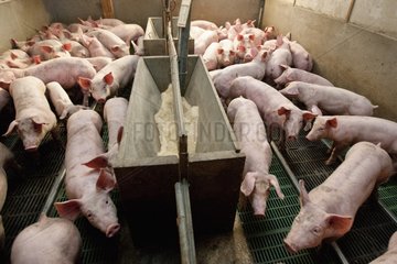 Ferkel in einer industriellen Schweinefarm Frankreich